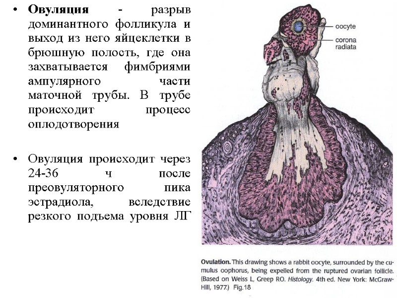Овуляция - разрыв доминантного фолликула и выход из него яйцеклетки в брюшную полость, где Овуляция - разрыв доминантного фолликула и выход из него яйцеклетки в брюшную полость, где